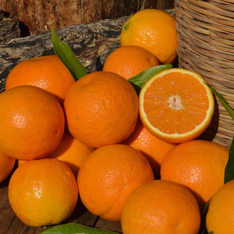 Orangen  aus Sóller/ Mallorca, naturbelassen 10 kg