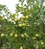 Apfelbaum ´GOLDEN DELICIOUS´ Unterlage M26, 140-150 cm, Produktbild-Vorschau 2