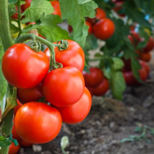 Frische Rispentomaten | Strauchtomaten | Fleischtomaten (1000 g)|B0DHLF1D5S