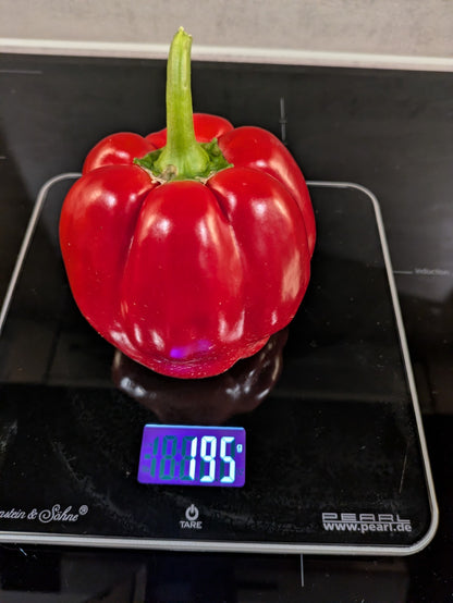 Paprika 🌶️ Rot 15 Samen Gemüsepaprika 🫑 Red Knight ertragreiche Sorte Lecker  - Bild 3 von 5